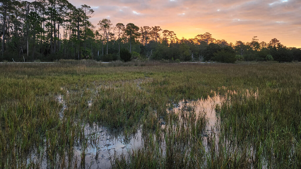 Tall, green marsh grasses at sunrise