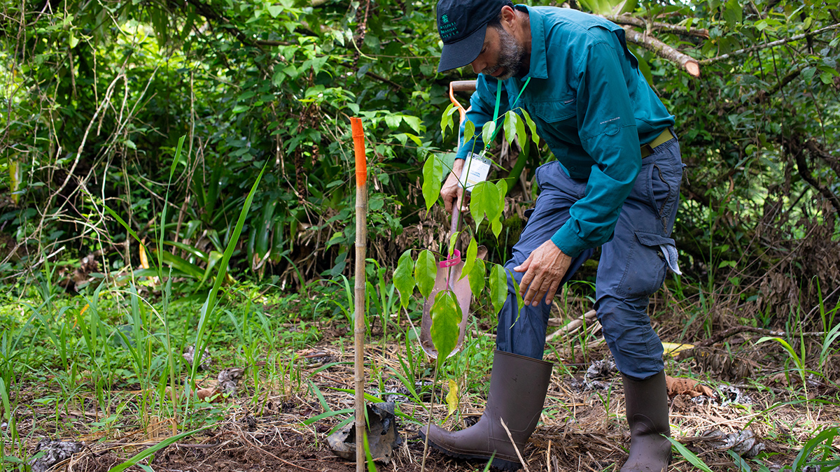 Nelson Zamora from the National Herbarium of Costa Rica, plants a threatened tree species.