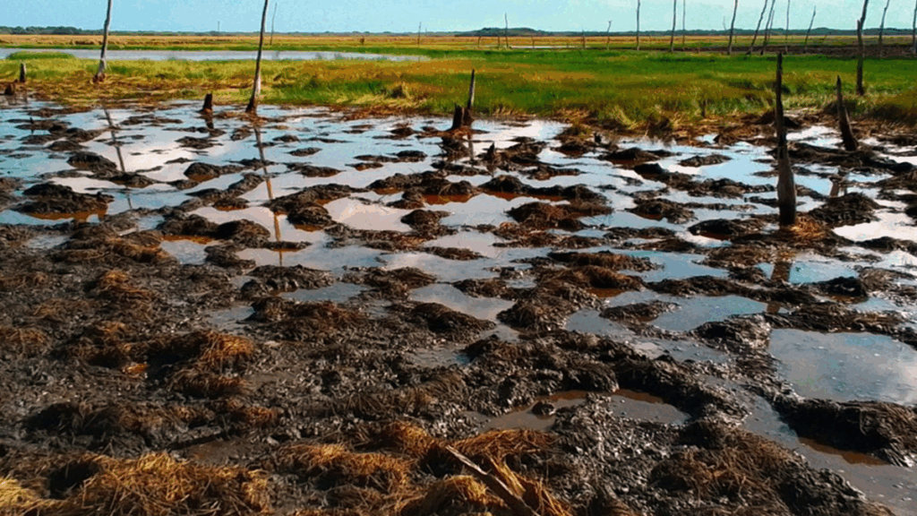 Where the Pigs and Buffalo Roam, the Wetlands They do Bemoan