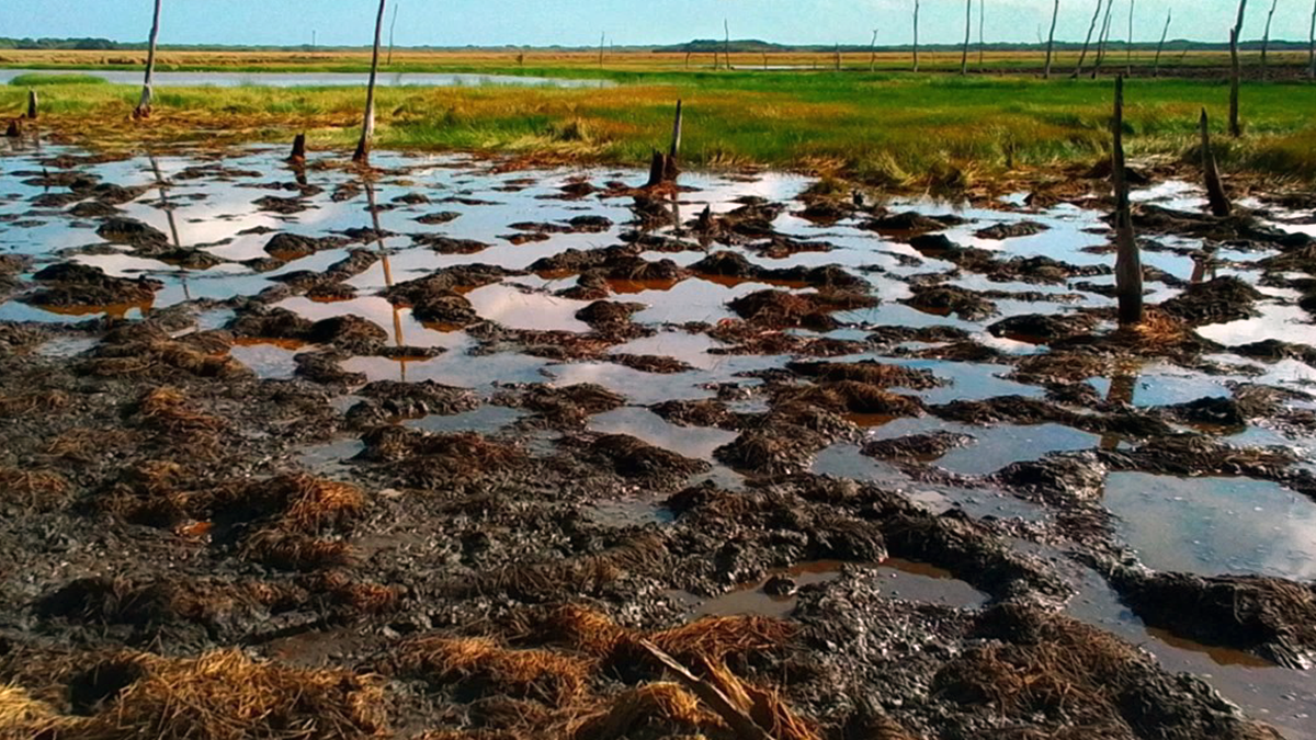 A trampled over wetland