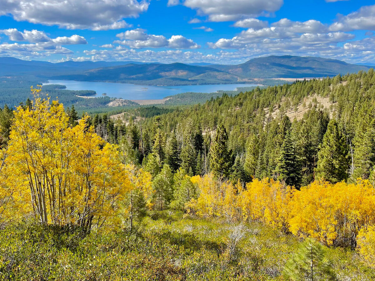 An expanse of yellow aspens and green evergreen trees stretch out toward a lake in the distance. A blue sky with fluffy clouds is overhead.