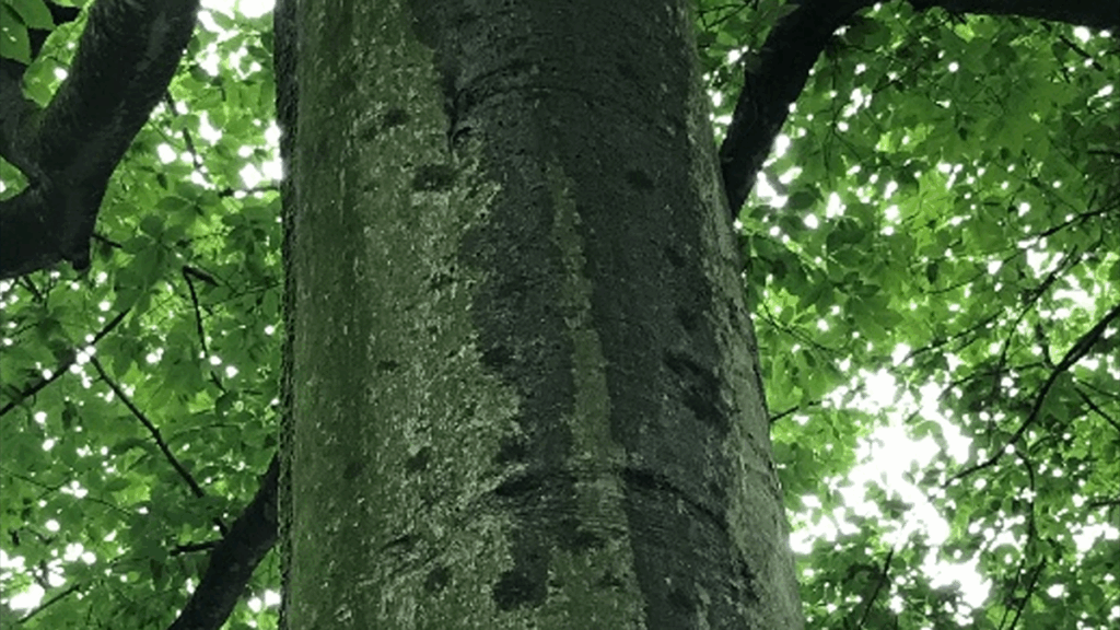 Photo of a tree with water running down its bark.