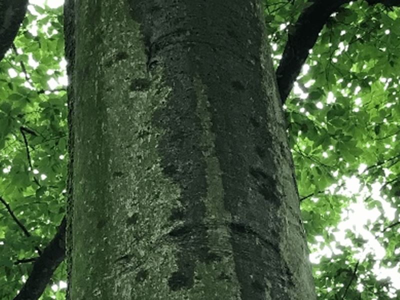 Waterworks on Tree Stems: The Wonders of Stemflow