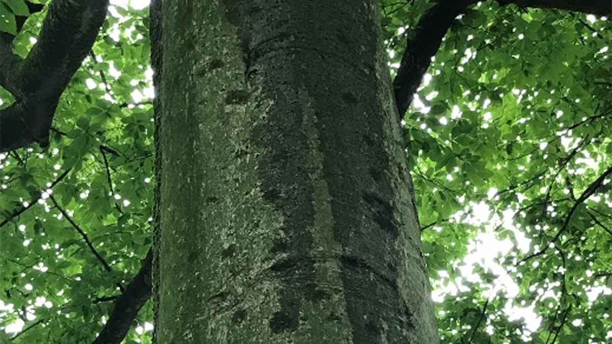 Photo of a tree with water running down its bark.