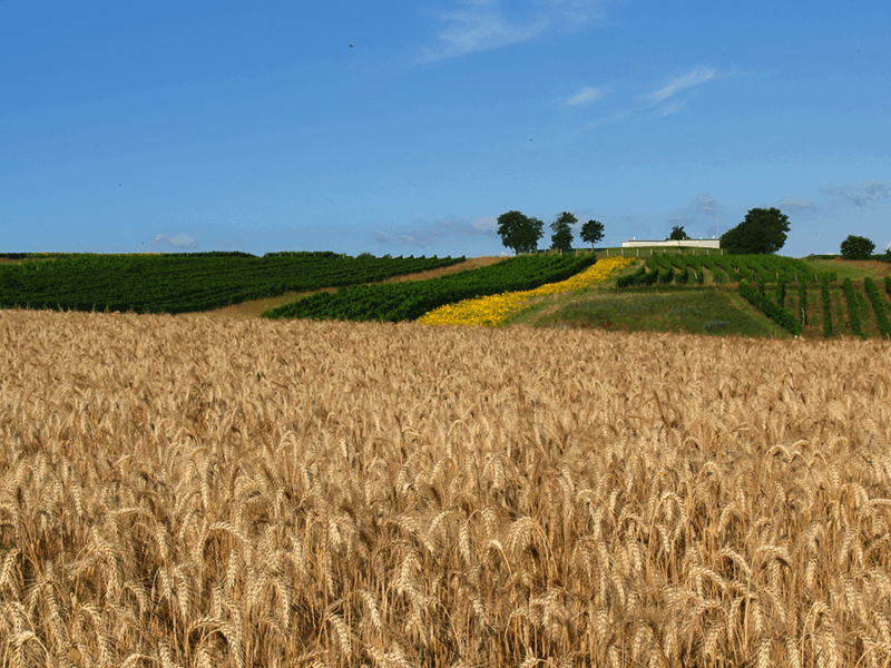 Balancing Comparability and Specificity in Sustainability Indicators
