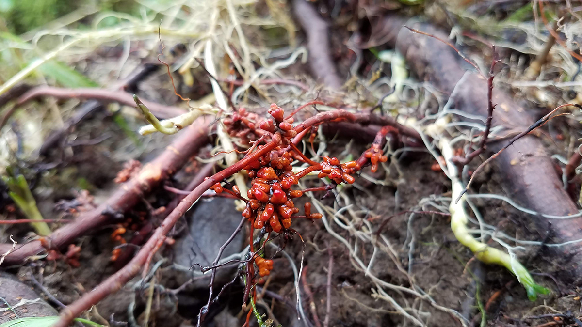 A cluster of small, shiny red objects is attached to the roots of a plant.