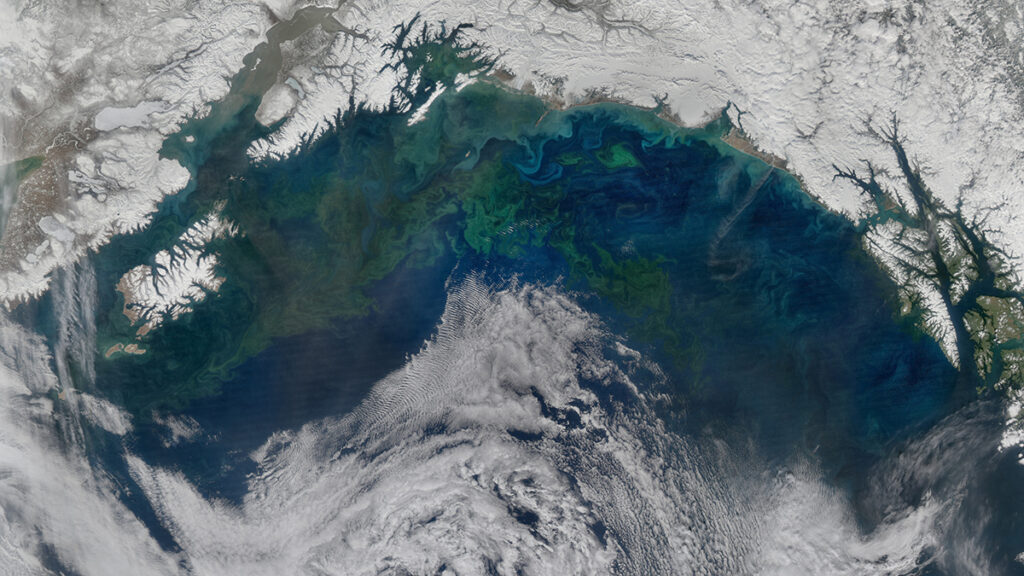 Satellite image of green swirls in blue water next to a snow-covered coast