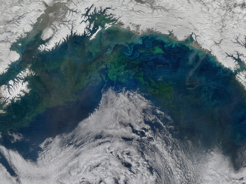 Iron Emissions Are Shifting a North Pacific Plankton Bloom