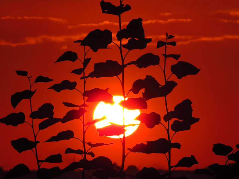 In the Arctic, Consequences of Heat Waves Linger