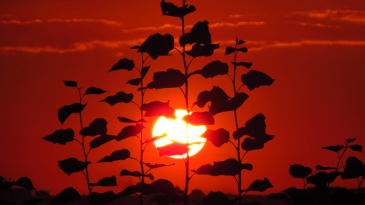 A leafy plant is silhouetted against an orange Sun and red sky.