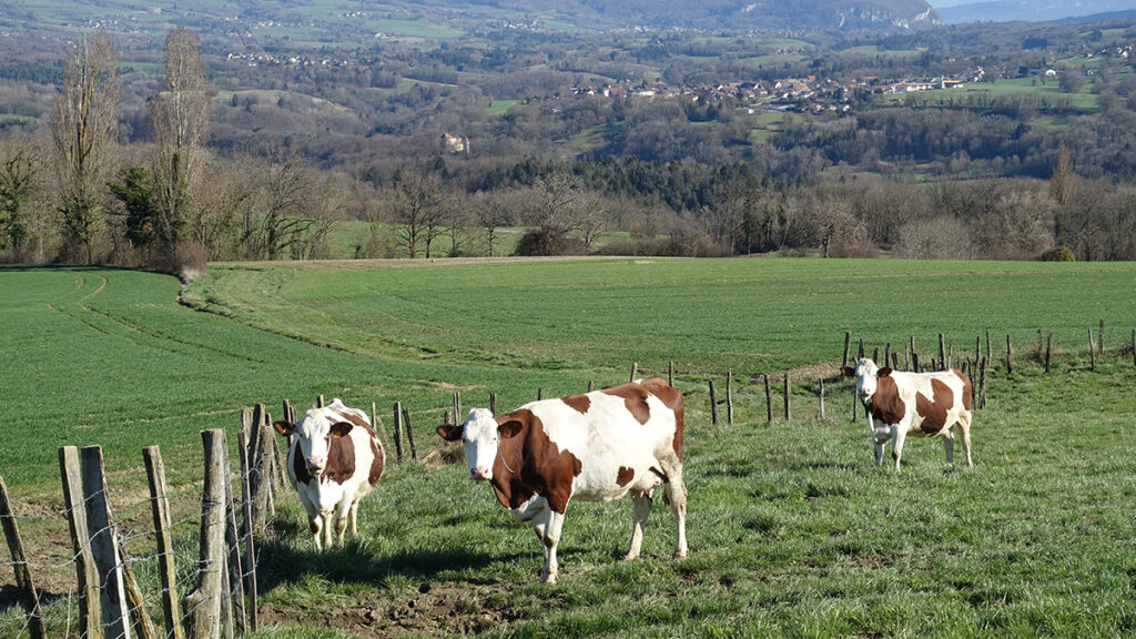 El queso en tiempos de la agricultura industrial y el cambio climático