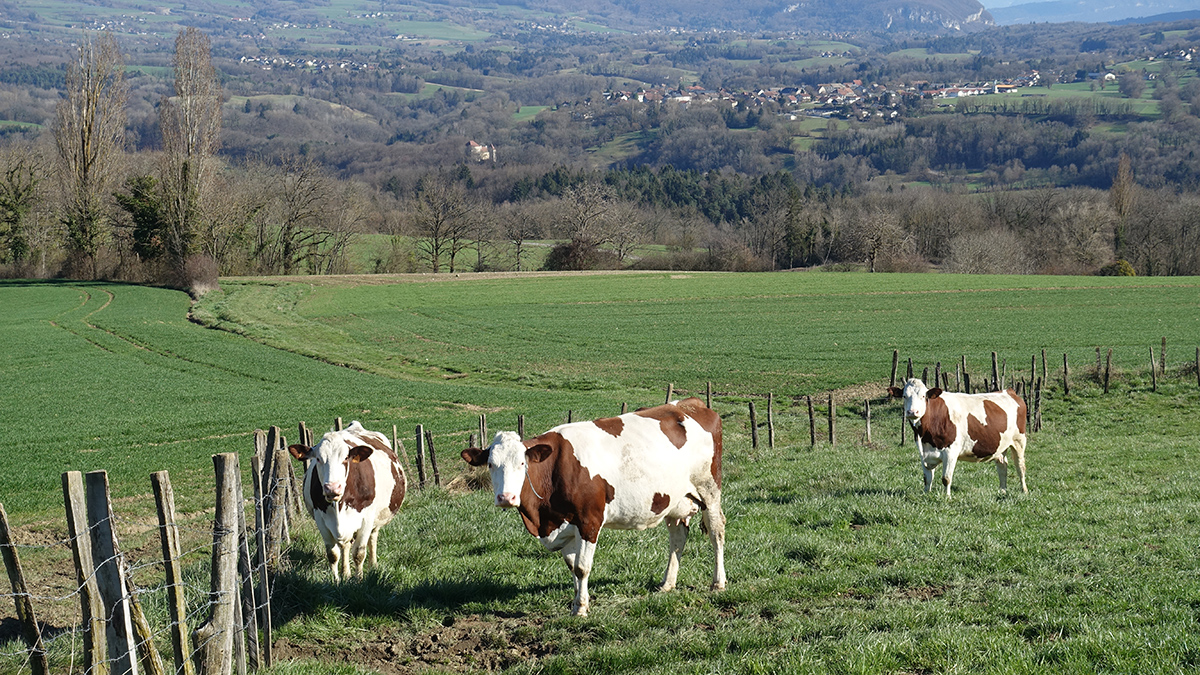 Vacas marrones y blancas en un pastizal