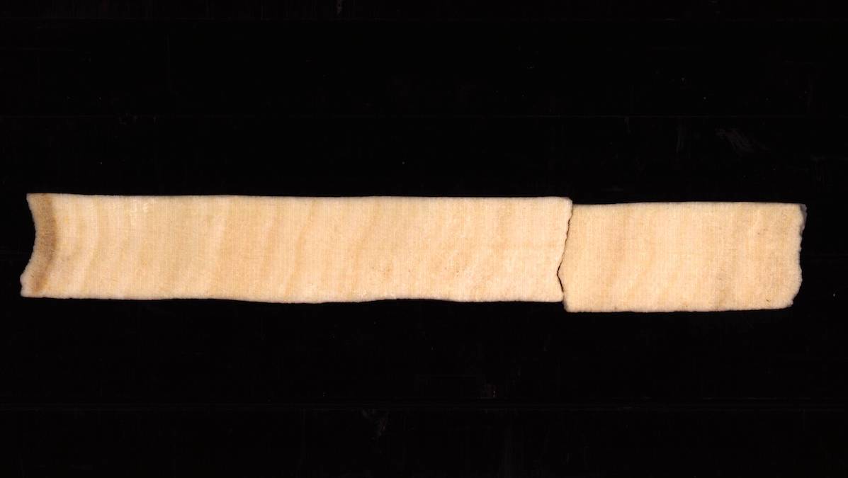 An image of a slab of coral. Dark and light bands can be seen, which correlate with growing seasons.