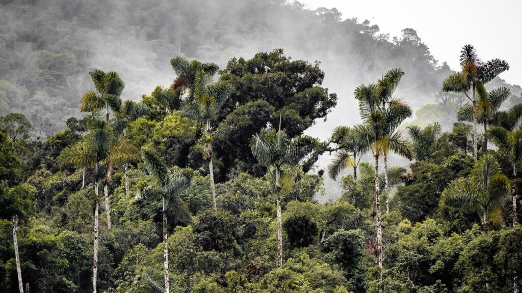 A lush, green forest with mist in the background.