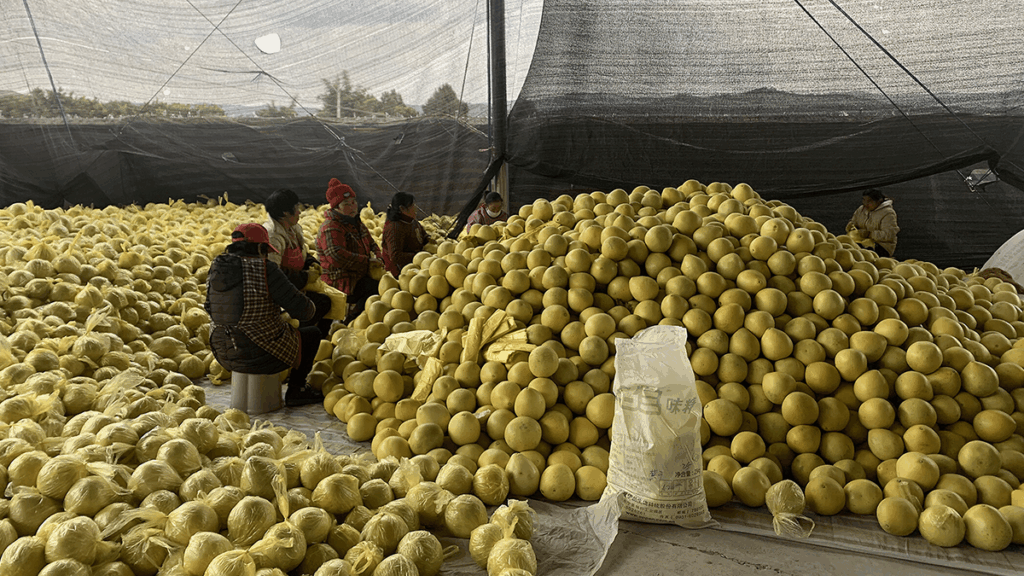 Farmers standing next to a large pile of pomelos.