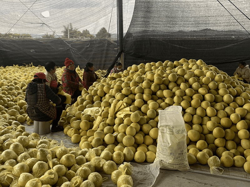 Smallholder Farmers Face Risks in China’s Push for Modern Agriculture