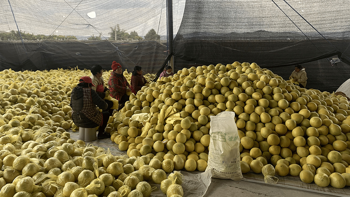 Farmers standing next to a large pile of pomelos.