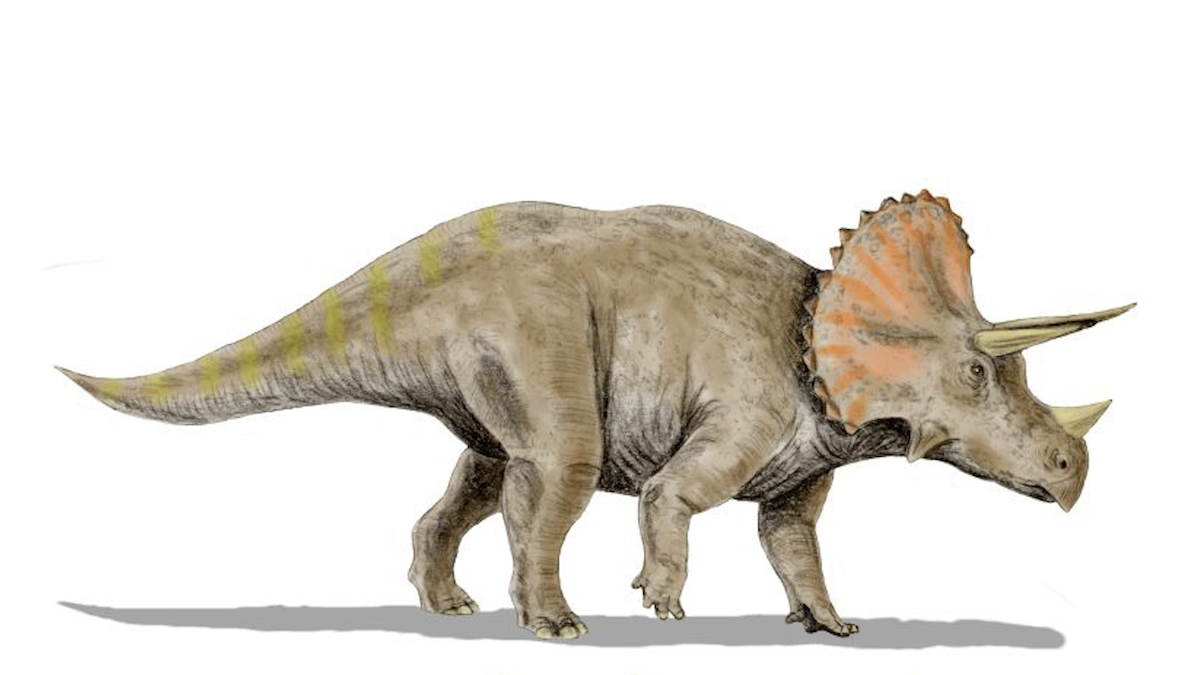 An illustration of a triceratops