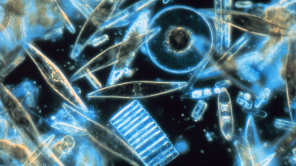 A series of shapes, including circles, rectangles, and rounded diamonds, glow blue and yellow against a black background under a microscope.