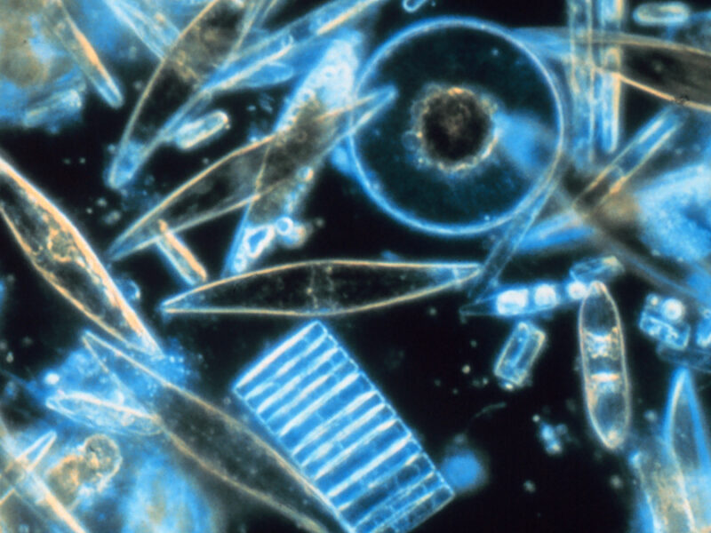 Mysteriously Bright Waters near Antarctica Explained
