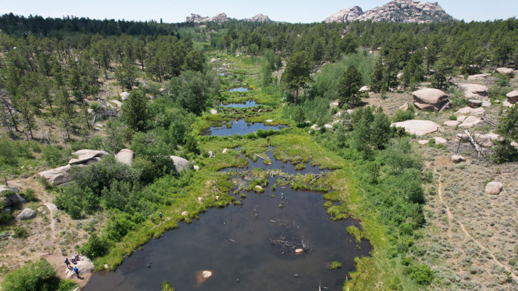 Drone image of beaver pond complex in Wyoming. A group of around five humans stands on a rock near the pond’s edge on a sunny day. Green wetland vegetation rings the open ponds of water, with beaver dams visible across the stream. Vegetation on either side of the stream is in drier conditions, visible by species and color of soil and plants.
