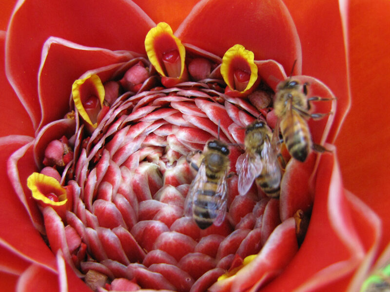 El Niño May Be Driving Insect Decline in the Tropics