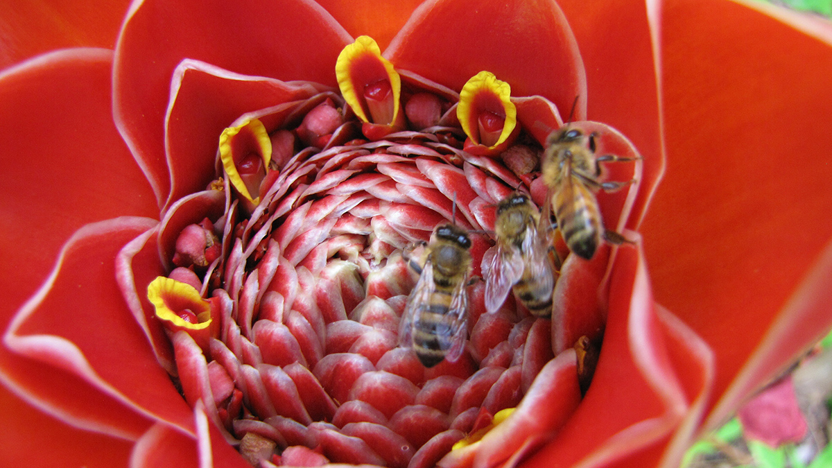 Bees congregate on a tropical tulip ginger flower.