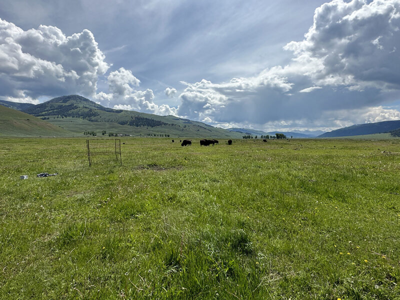 Free-Roaming Bison Graze Life into Grasslands