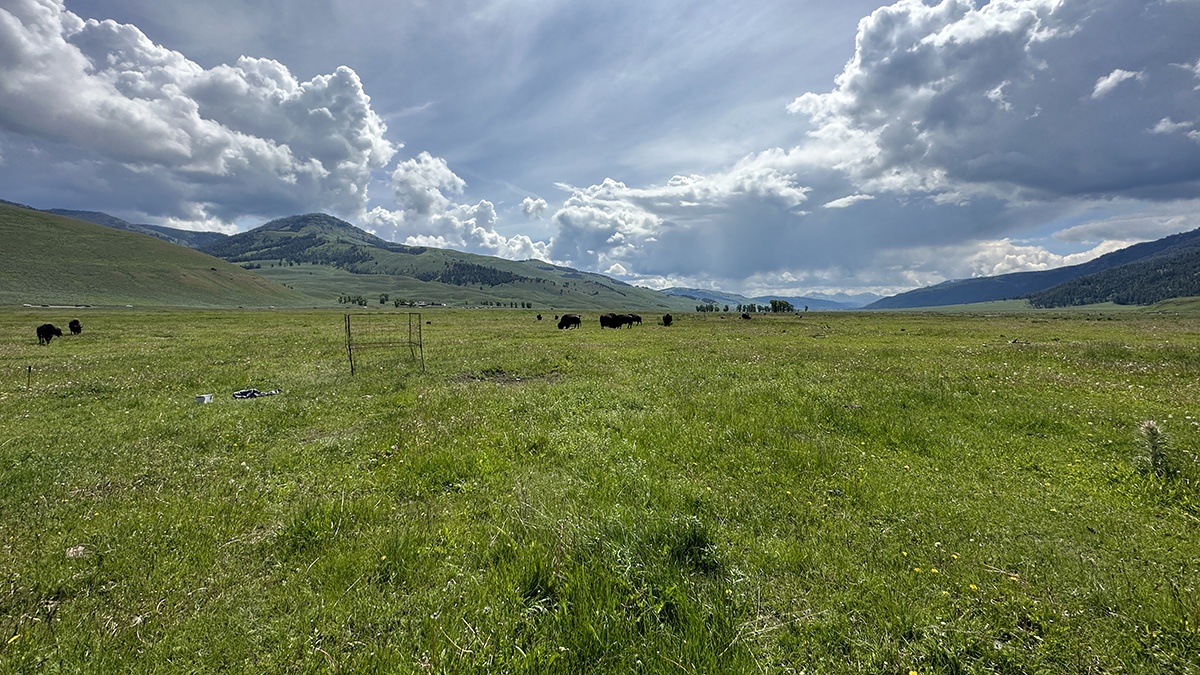 Bison graze on green grass at Yellowstone National Park near a wire exclosure used to measure grasses.