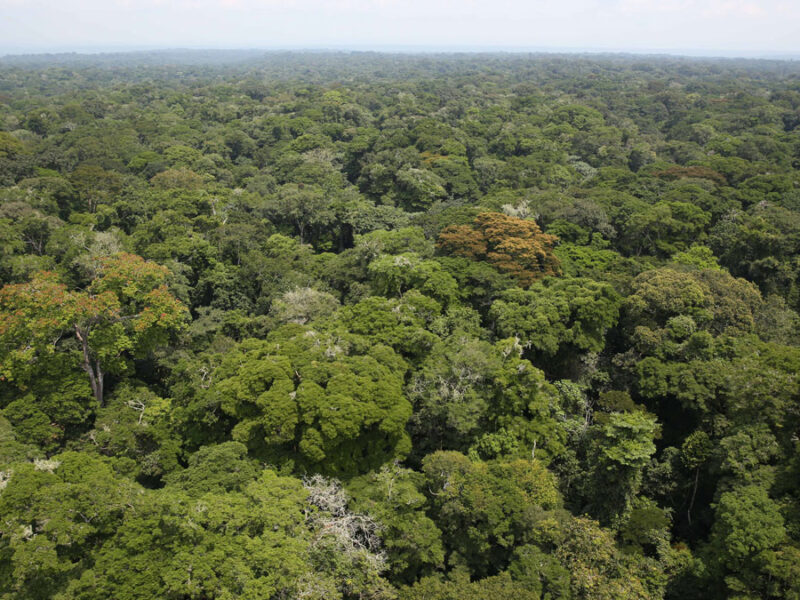 Old Forests in the Tropics Are Getting Younger and Losing Carbon