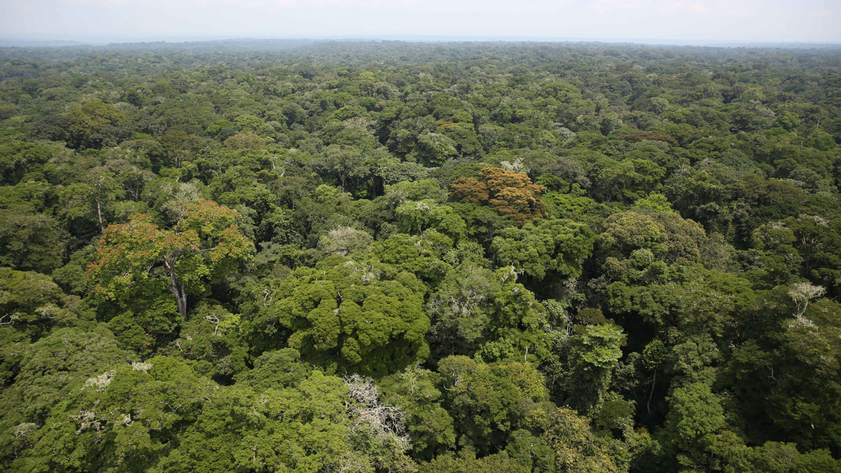 Aerial view of the canopy of the Congo Basin rainforest.