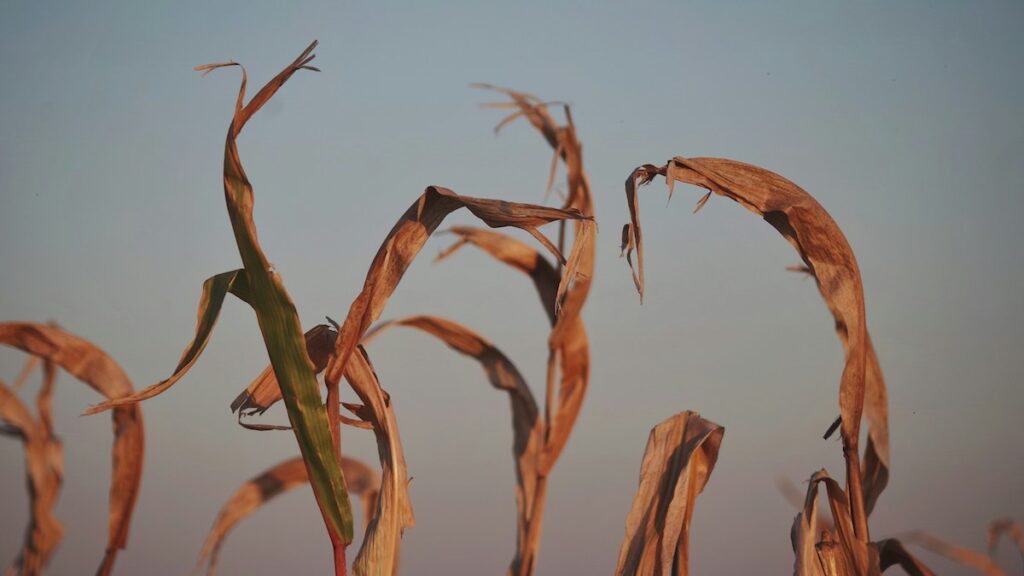 Dried crops against a blue sky.