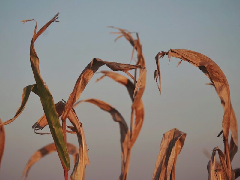 Climate Change Could Slash Global GDP 24% By 2100