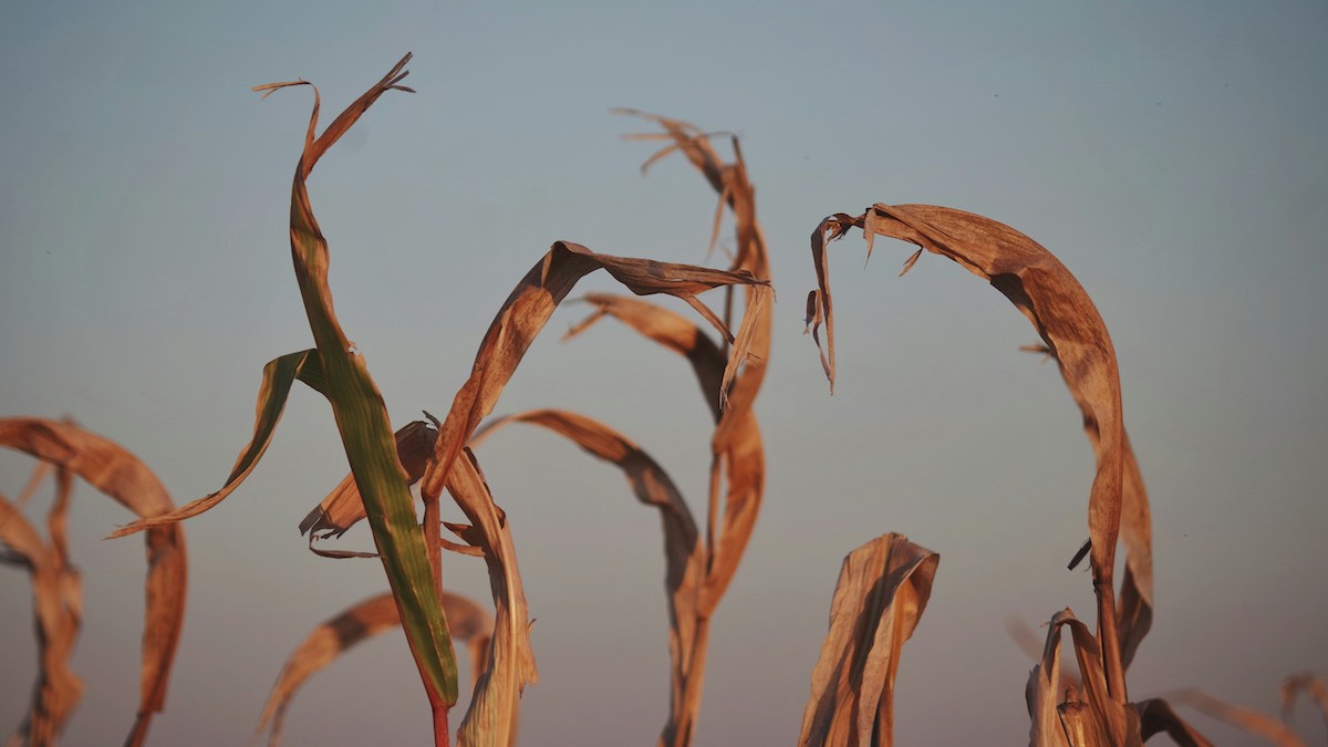 Climate Change Could Slash Global GDP 24% By 2100