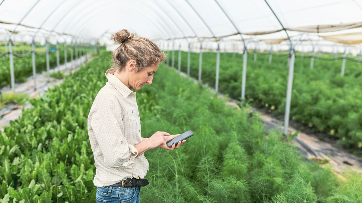 Farmer in a greenhouse