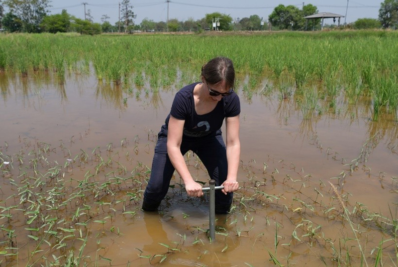 A researcher stands nearly knee-deep in muddy water while using a T-shaped metal device to sample soil in a rice paddy.