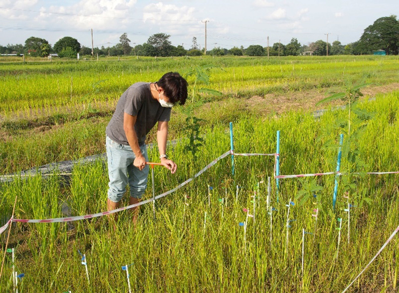 A researcher with their pant legs rolled up to their knees uses a T-shaped metal device to sample soil in a rice paddy.