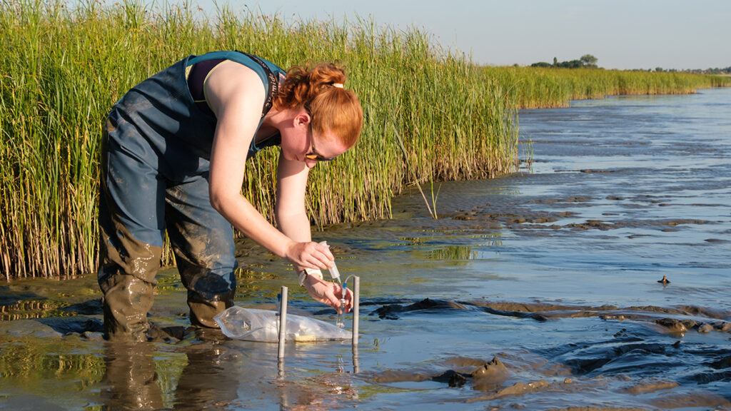A researcher wearing waders stands ankle deep in muddy sediment, bending over to extract a water sample from the sediment using a plastic syringe.