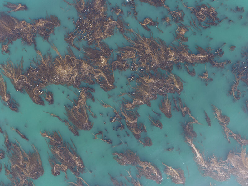 Marine Protected Areas Show Promise for Kelp Forest Recovery