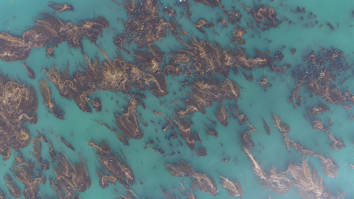 Bird’s-eye view of kelp beds sprawling over blue ocean surface
