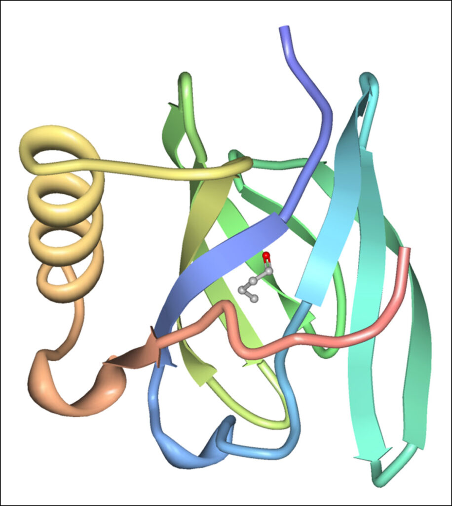 A multicolored ribbon diagram shows the structure of porcine odorant-binding protein.