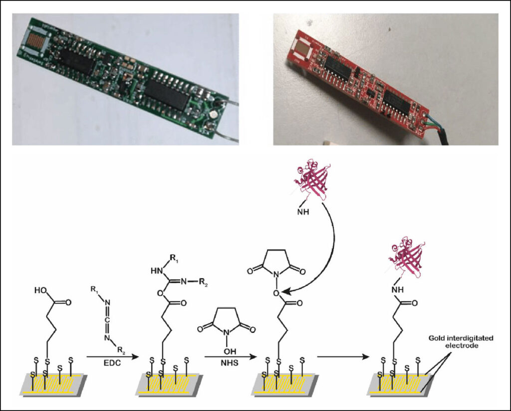 Close up photographs of two small prototype biosensors, one on a green circuit board (top left) and one a red circuit board (top right). A schematic diagram illustrates the process by which the sensing surface of the biosensors was chemically functionalized with porcine odorant-binding protein.