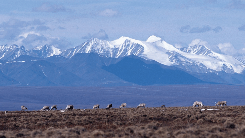 A group of caribou graze on a plain. Snow-capped mountains rise behind them.