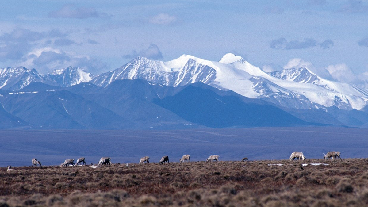 A group of caribou graze on a plain. Snow-capped mountains rise behind them.