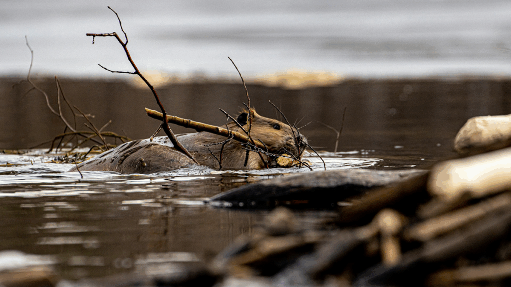 A beaver swimming in water with a stick in its mouth.