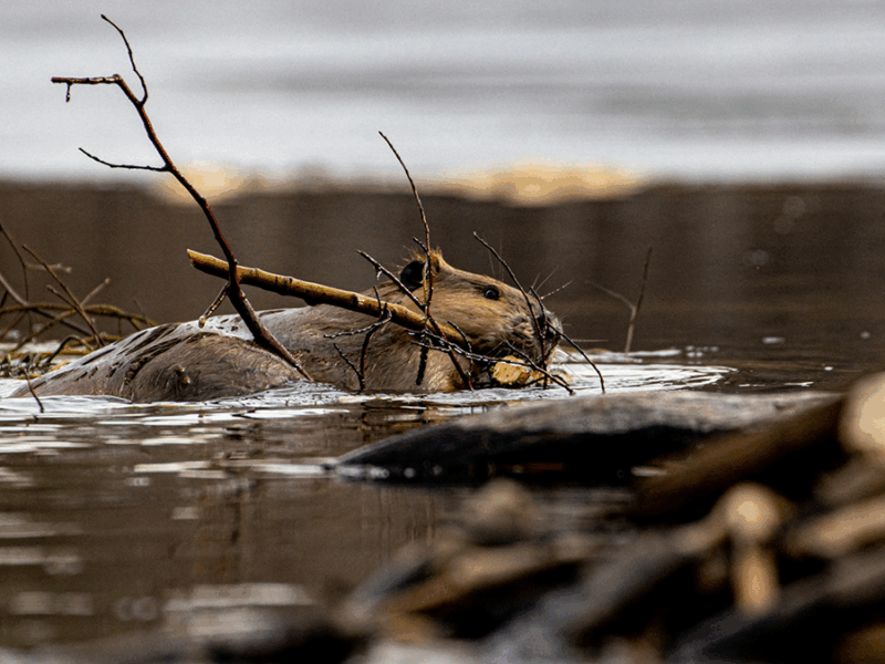Beavers are Not Concerned About Groundwater