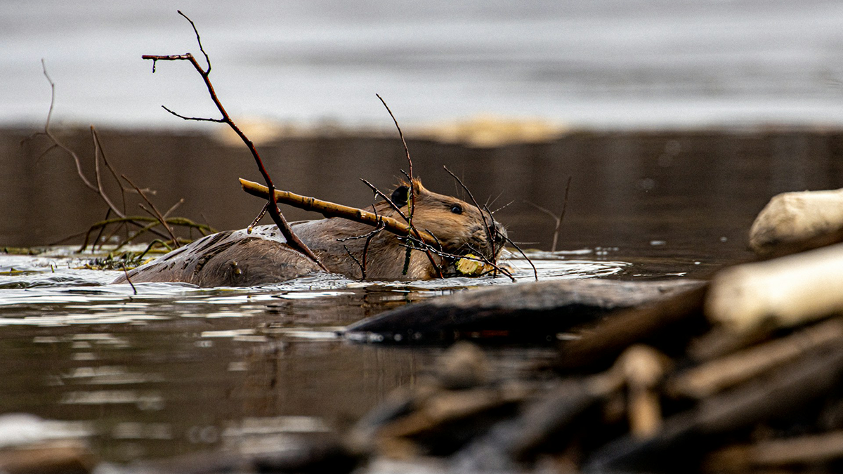 A beaver swimming in water with a stick in its mouth.