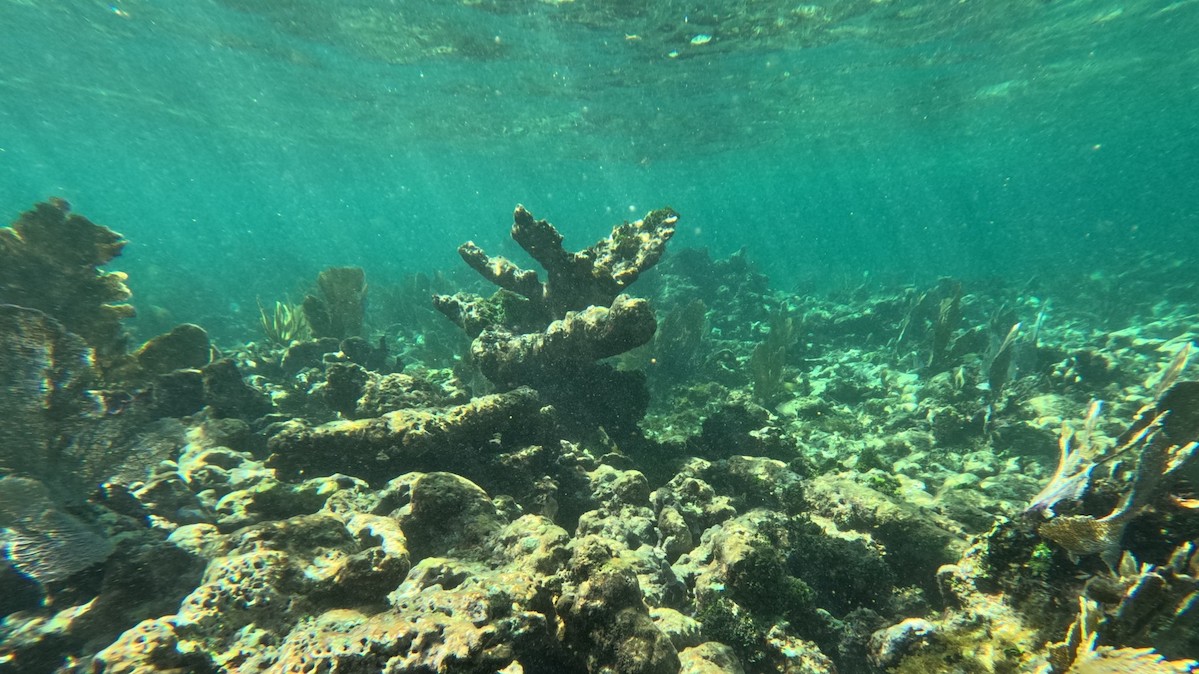 An underwater reef.