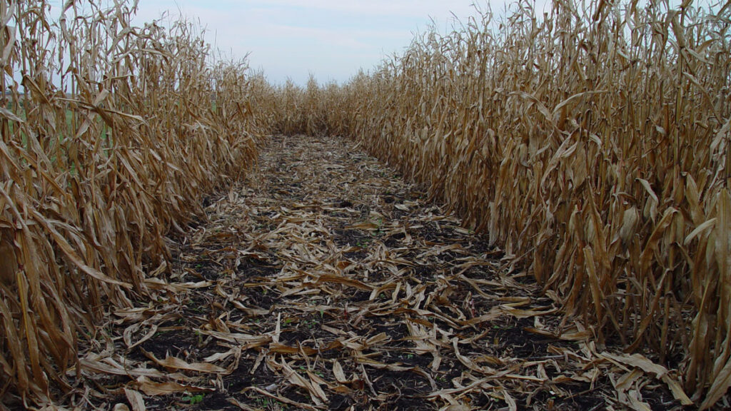 A trail leads through withered stalks of corn.
