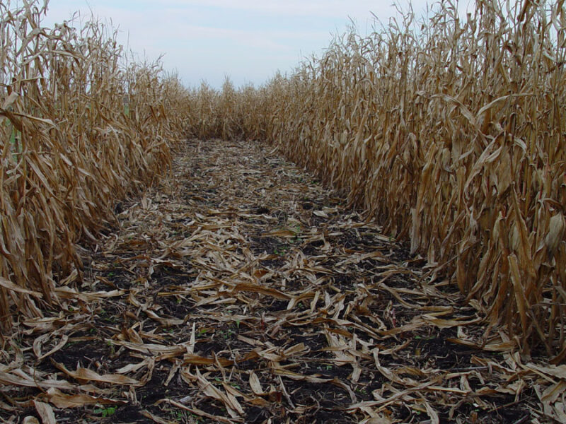 How Might Leftover Corn Stalks Halt Fugitive Carbon?
